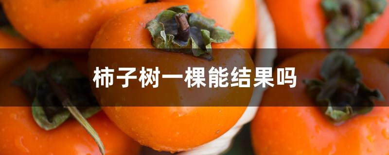 柿子树一棵能结果吗 柿子树一棵能结果吗