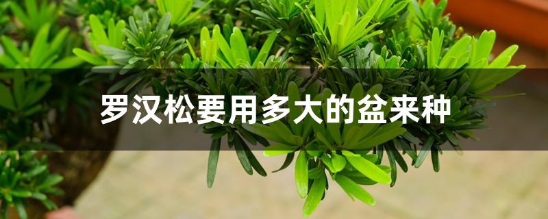 罗汉松要用多大的盆来种 罗汉松要用多大的盆来种