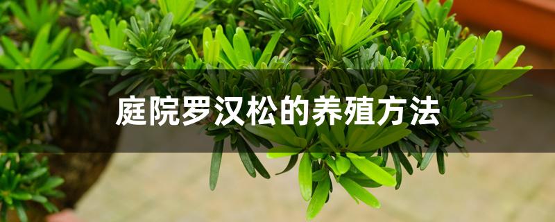 庭院罗汉松的养殖方法 庭院罗汉松的养殖方法