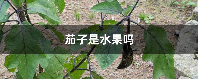 茄子是水果吗 茄子是水果吗