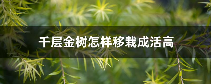 千层金树怎样移栽成活高 千层金树怎样移栽成活高