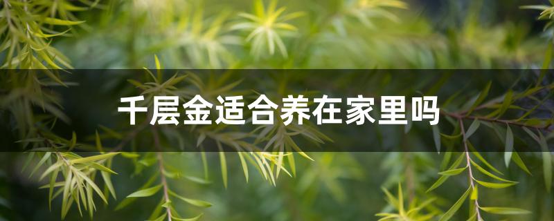 千层金适合养在家里吗 千层金适合养在家里吗