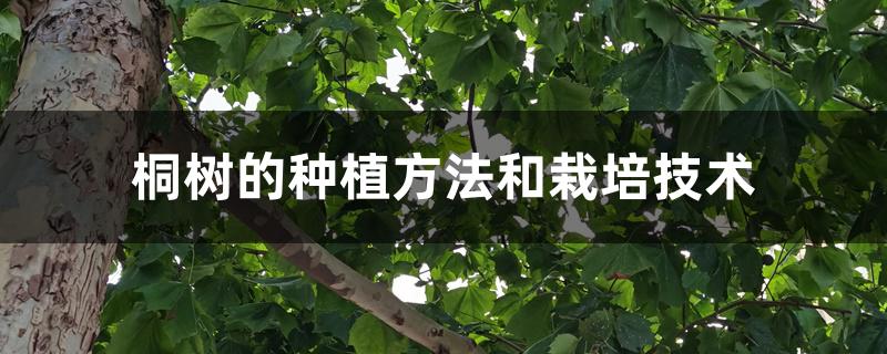 桐树的种植方法和栽培技术 桐树的种植方法和栽培技术