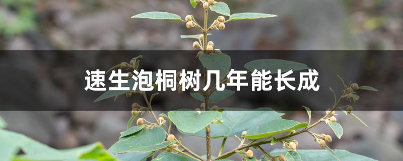 速生泡桐树几年能长成 速生泡桐树几年能长成