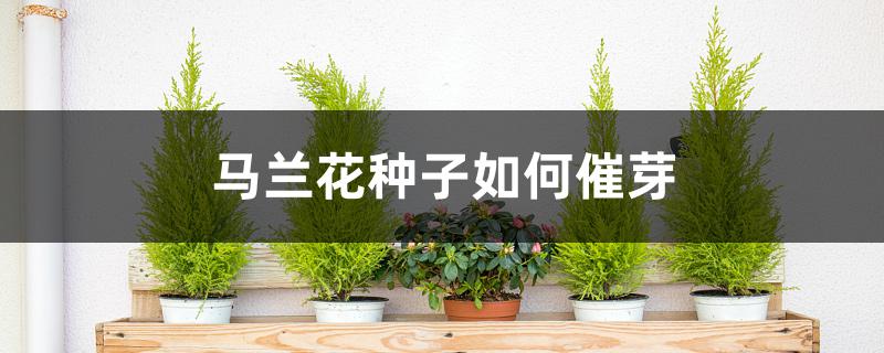 马兰花种子如何催芽 马兰花种子如何催芽