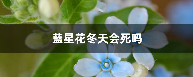 蓝星花冬天会死吗 蓝星花冬天会死吗