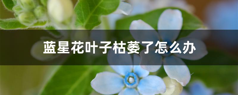 蓝星花叶子枯萎了怎么办 蓝星花叶子枯萎了怎么办