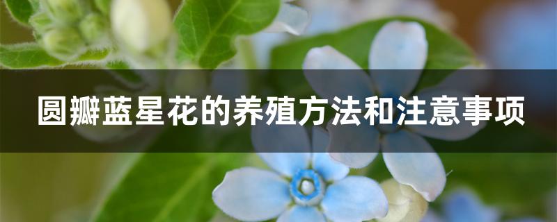 圆瓣蓝星花的养殖方法和注意事项 圆瓣蓝星花的养殖方法和注意事项