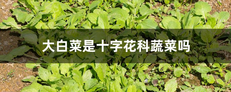 大白菜是十字花科蔬菜吗 大白菜是十字花科蔬菜吗