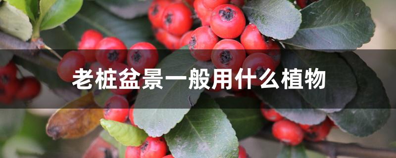 老桩盆景一般用什么植物 老桩盆景一般用什么植物