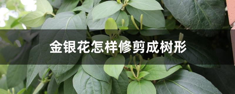 金银花怎样修剪成树形 金银花怎样修剪成树形