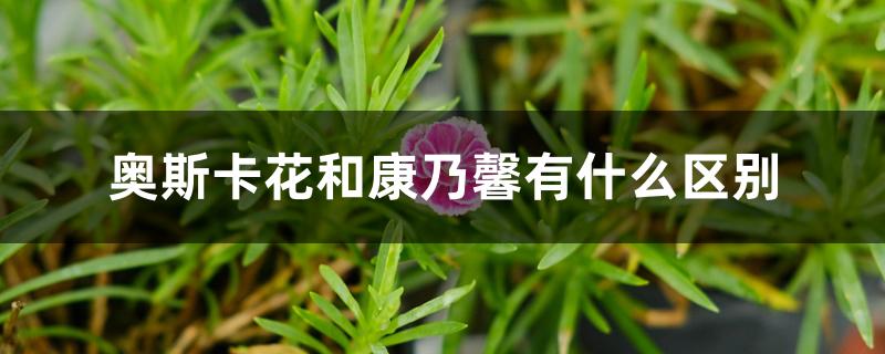 奥斯卡花和康乃馨有什么区别 奥斯卡花和康乃馨有什么区别
