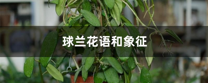 球兰花语和象征 球兰花语和象征