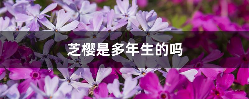 芝樱是多年生的吗 芝樱是多年生的吗