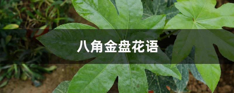 八角金盘花语 八角金盘花语