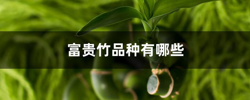 富贵竹品种有哪些 富贵竹品种有哪些