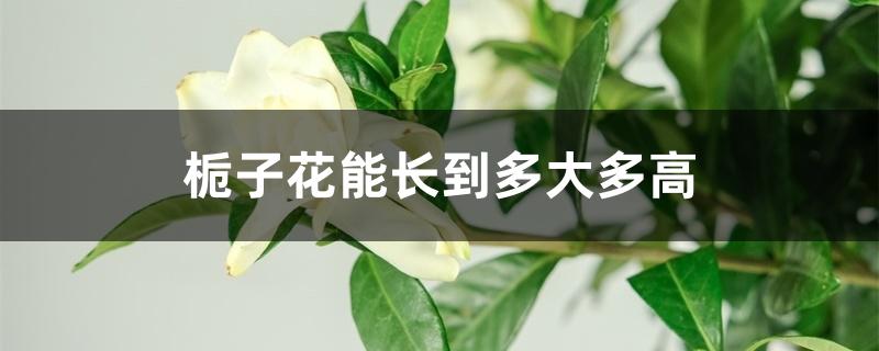 栀子花能长到多大多高 栀子花能长到多大多高