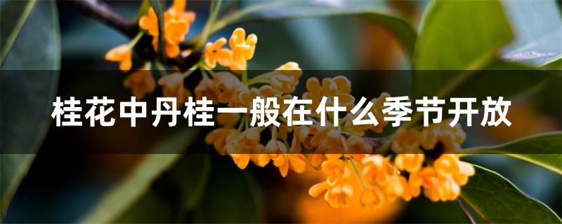 桂花中丹桂一般在什么季节开放 桂花中丹桂一般在什么季节开放