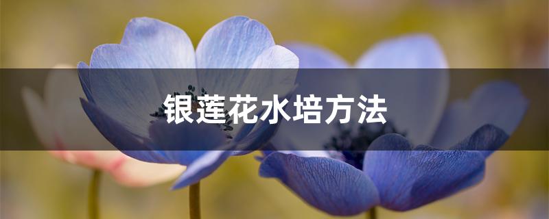 银莲花水培方法 银莲花水培方法