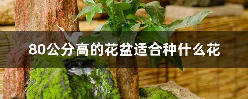 80公分高的花盆适合种什么花 80公分高的花盆适合种什么花