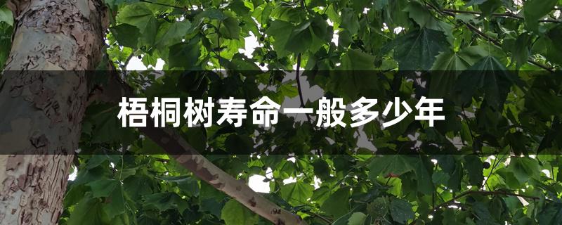 梧桐树寿命一般多少年