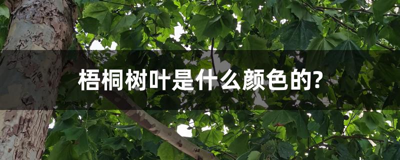 梧桐树叶是什么颜色的? 梧桐树叶是什么颜色的?