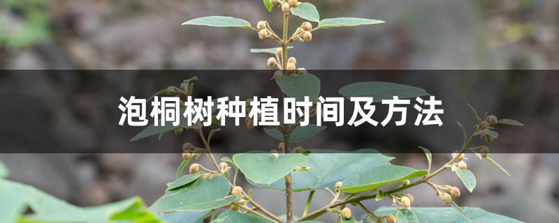 泡桐树种植时间及方法 泡桐树种植时间及方法