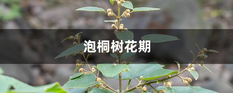 泡桐树花期 泡桐树花期