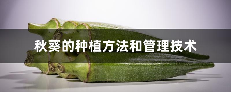秋葵的种植方法和管理技术 秋葵的种植方法和管理技术
