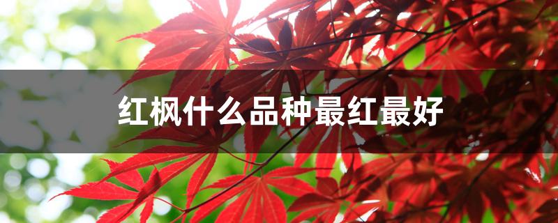红枫什么品种最红最好 红枫什么品种最红最好
