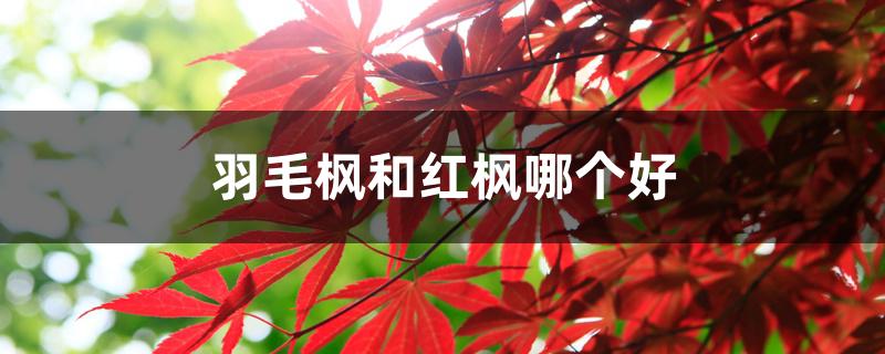 羽毛枫和红枫哪个好 羽毛枫和红枫哪个好