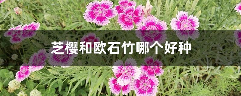 芝樱和欧石竹哪个好种 芝樱和欧石竹哪个好种