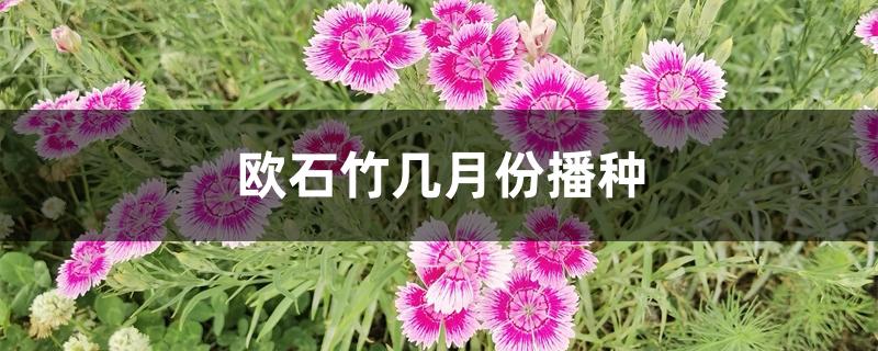 欧石竹几月份播种 欧石竹几月份播种