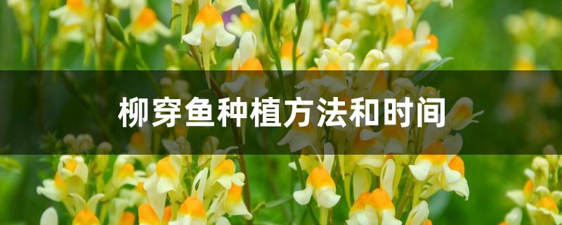柳穿鱼种植方法和时间 柳穿鱼种植方法和时间