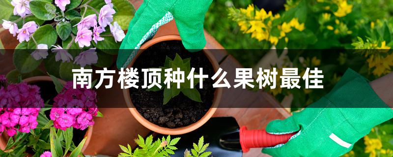 南方楼顶种什么果树最佳 南方楼顶种什么果树最佳
