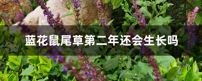 蓝花鼠尾草第二年还会生长吗 蓝花鼠尾草第二年还会生长吗