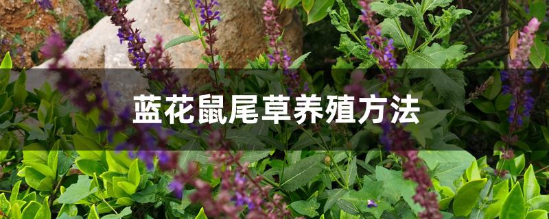 蓝花鼠尾草养殖方法 蓝花鼠尾草养殖方法