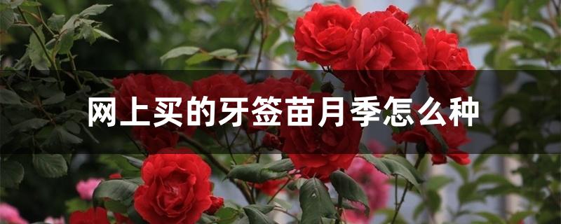 网上买的牙签苗月季怎么种 网上买的牙签苗月季怎么种