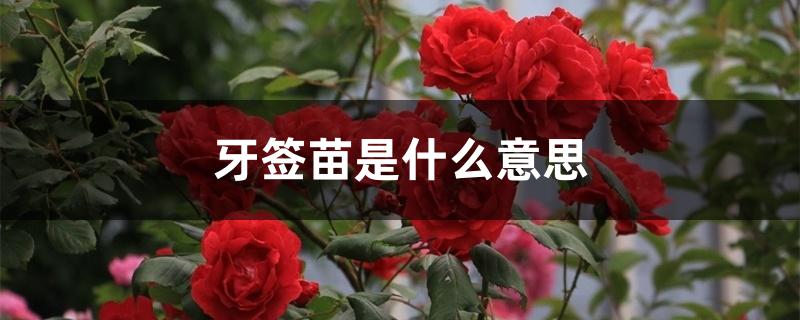 牙签苗是什么意思 牙签苗是什么意思
