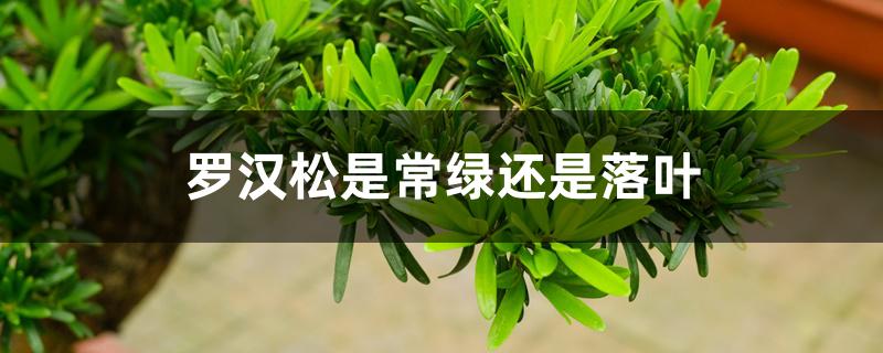 罗汉松是常绿还是落叶 罗汉松是常绿还是落叶