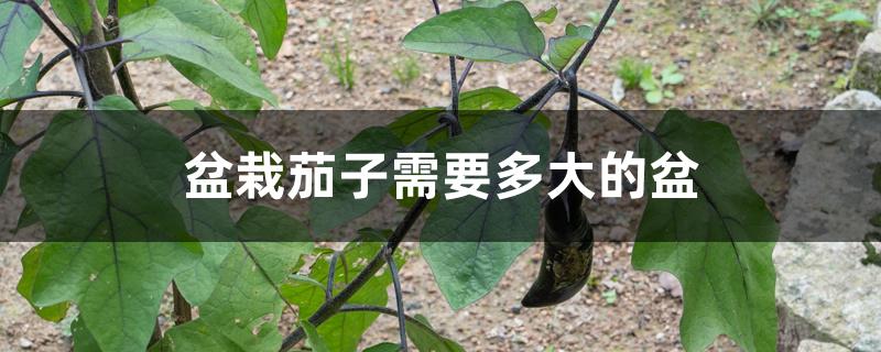 盆栽茄子需要多大的盆 盆栽茄子需要多大的盆