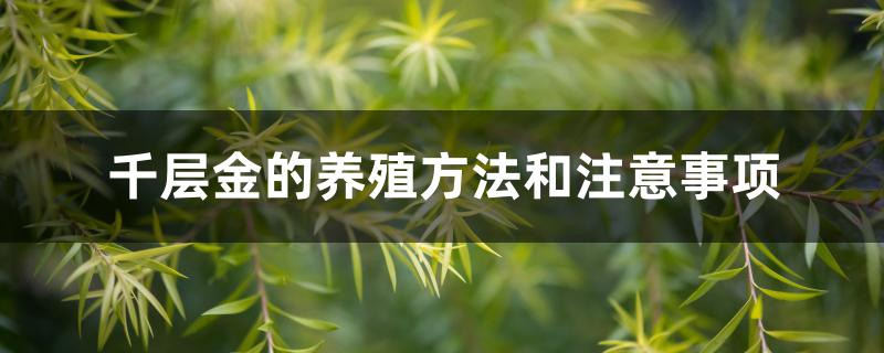 千层金的养殖方法和注意事项 千层金的养殖方法和注意事项