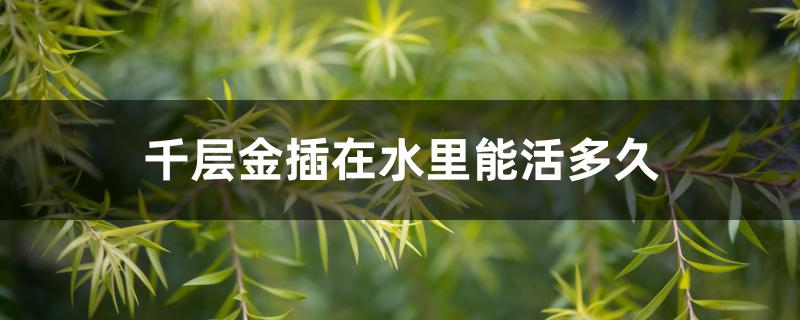 千层金插在水里能活多久 千层金插在水里能活多久
