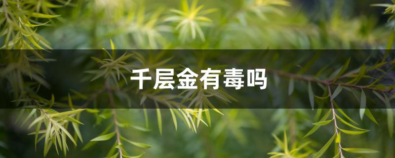 千层金有毒吗 千层金有毒吗