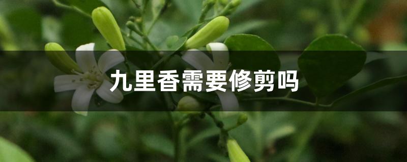 九里香需要修剪吗 九里香需要修剪吗