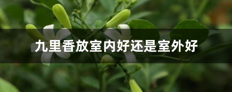 九里香放室内好还是室外好 九里香放室内好还是室外好