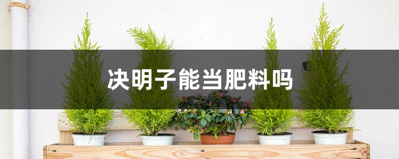 决明子能当肥料吗 决明子能当肥料吗