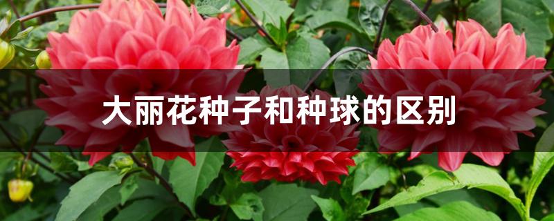 大丽花种子和种球的区别