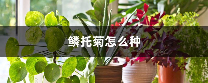 鳞托菊怎么种 鳞托菊怎么种