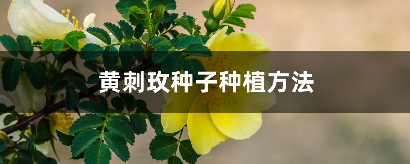 黄刺玫种子种植方法 黄刺玫种子种植方法